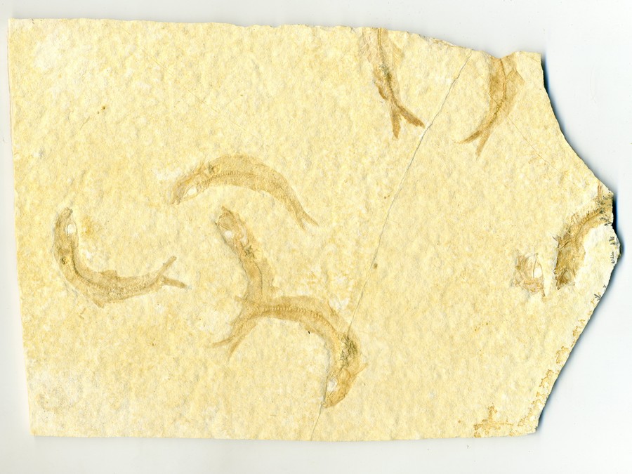 Knochenfische, Fischli Flinz