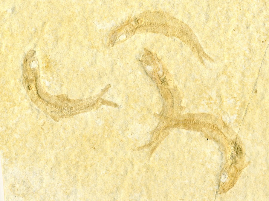 Knochenfische, Fischli Flinz