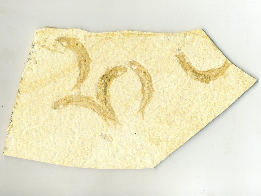 Knochenfische, Fischli Flinz