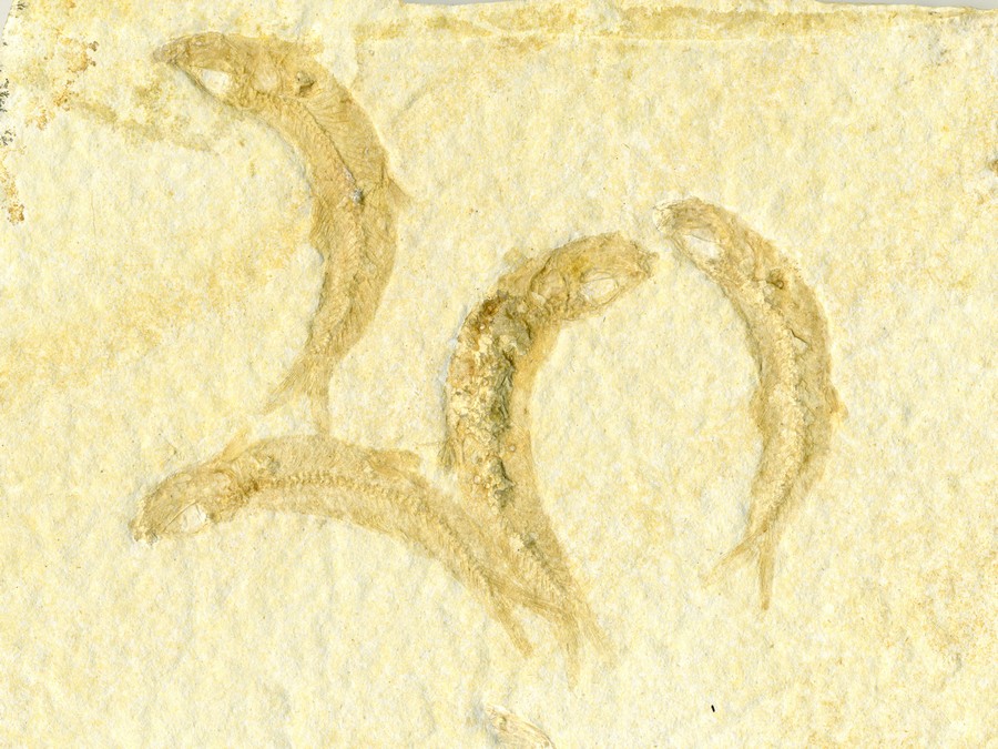 Knochenfische, Fischli Flinz