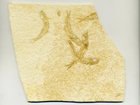 Knochenfische, Fischli Flinz