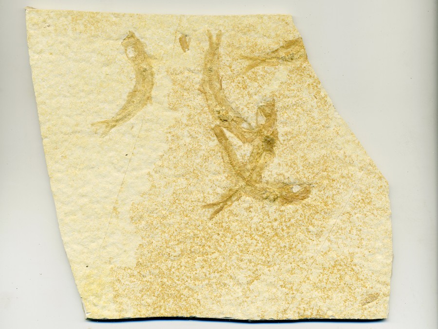 Knochenfische, Fischli Flinz