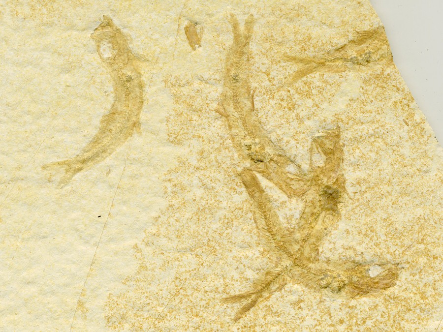 Knochenfische, Fischli Flinz