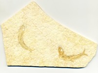 Knochenfische, Fischli Flinz