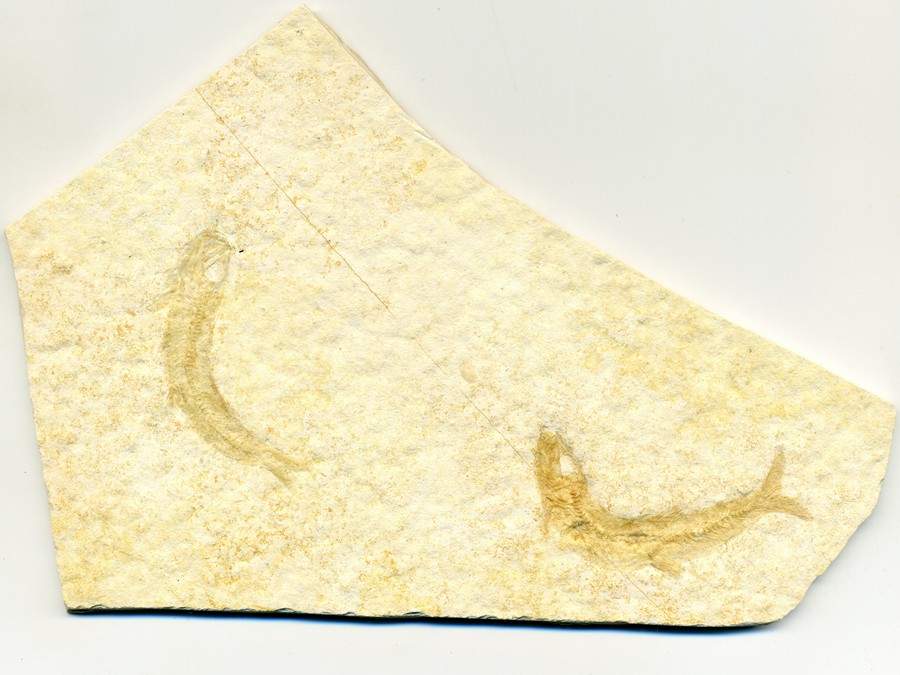 Knochenfische, Fischli Flinz