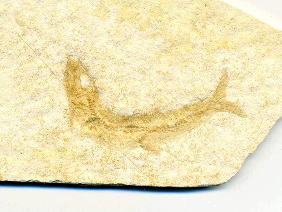 Knochenfische, Fischli Flinz