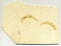 Knochenfische, Fischli Flinz