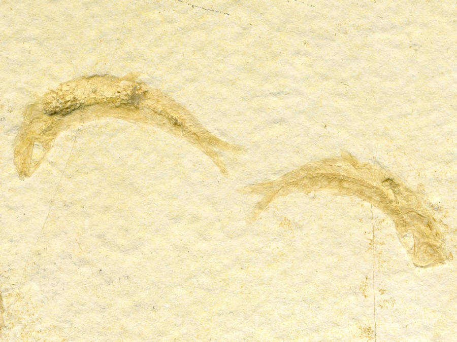 Knochenfische, Fischli Flinz