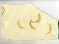 Knochenfische, Fischli Flinz
