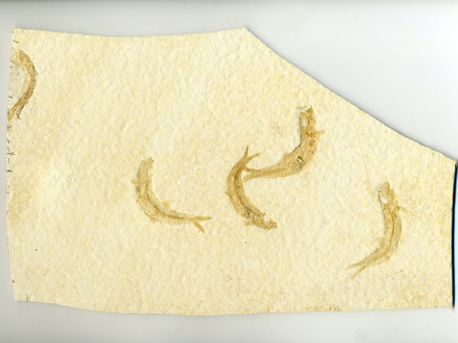 Knochenfische, Fischli Flinz