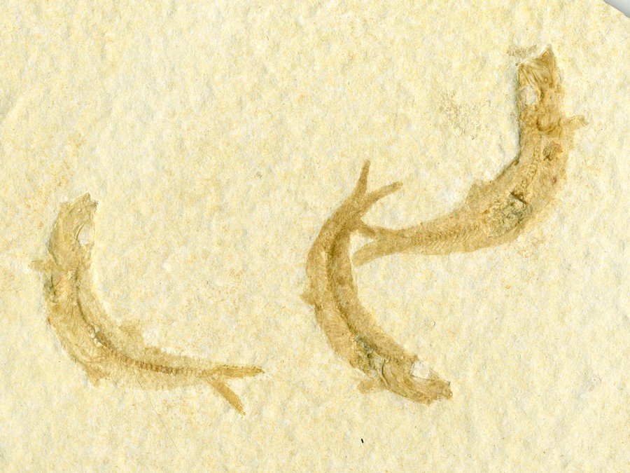Knochenfische, Fischli Flinz