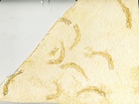 Knochenfische, Fischli Flinz