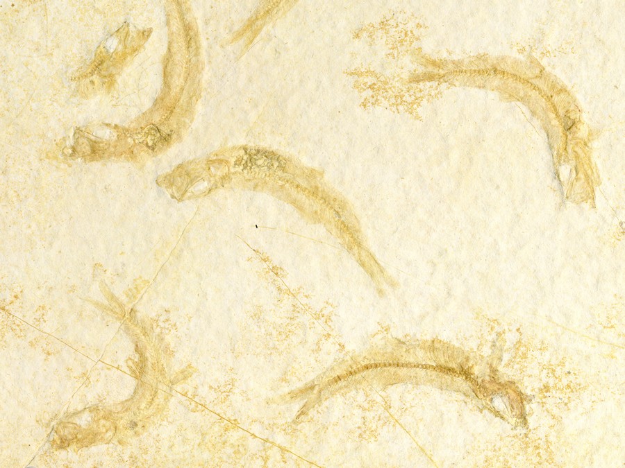 Knochenfische, Fischli Flinz