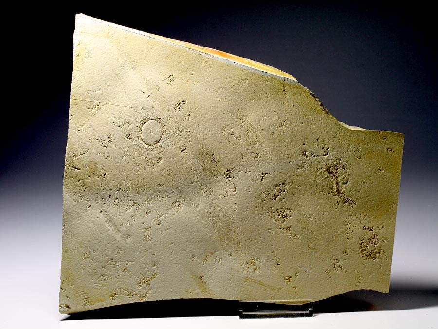 Qualle aus dem Solnhofener Plattenkalk