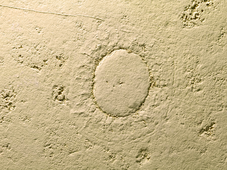 Qualle aus dem Solnhofener Plattenkalk