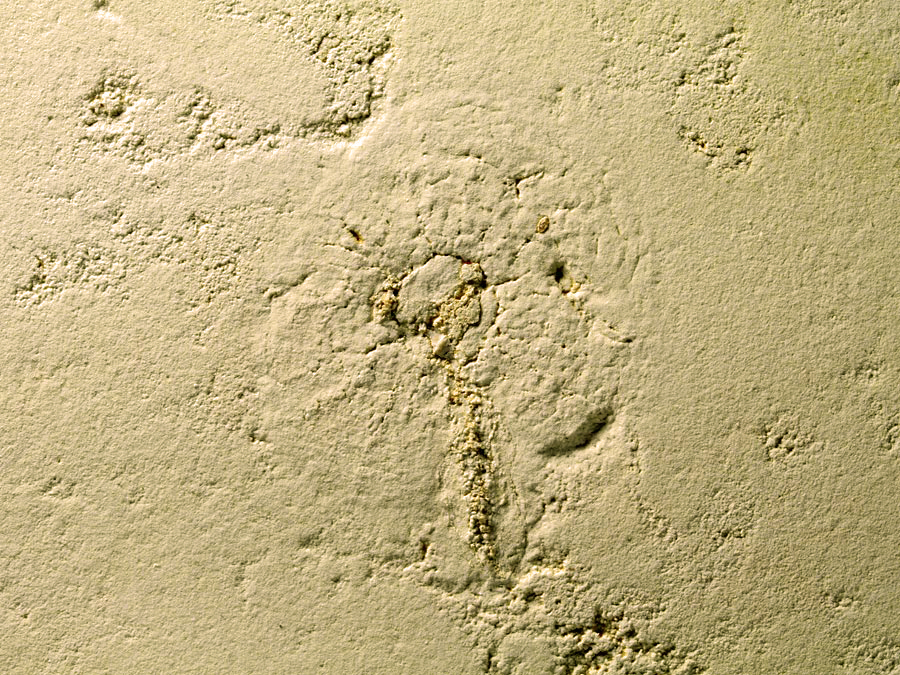 Qualle aus dem Solnhofener Plattenkalk