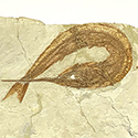 Fossilien aus dem Solnhofener Plattenkalk