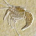 Schwimmkrebs aus dem Solnhofener Plattenkalk