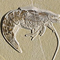 Fossilien aus dem Solnhofener Plattenkalk