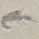 Fossilien aus dem Solnhofener Plattenkalk