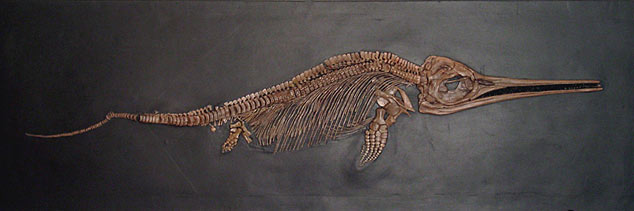 Fischsaurier aus dem Schiefer von Holzmaden