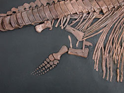 Fischsaurier aus dem Schiefer von Holzmaden