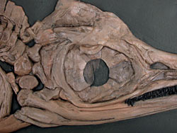 Fischsaurier aus dem Schiefer von Holzmaden