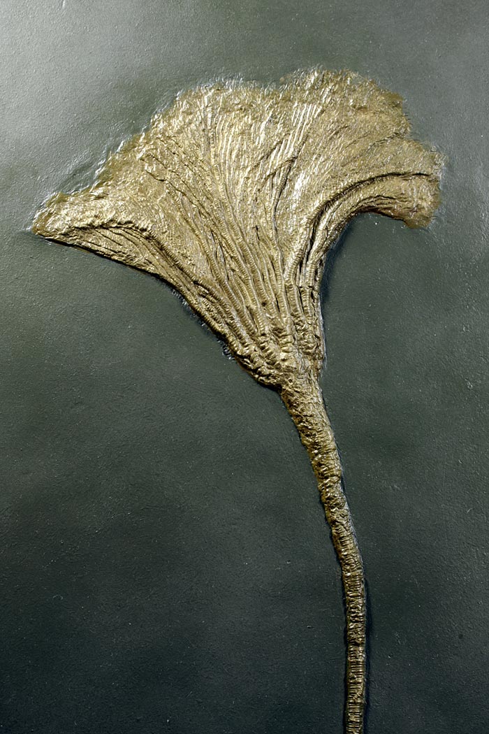 Seelilie aus dem Holzmadener Schiefer