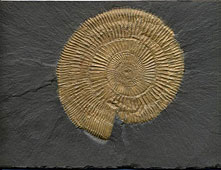Ammonit aus dem Posidonienschiefer