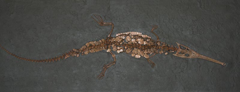 Meereskrokodil aus dem Schiefer von Holzmaden