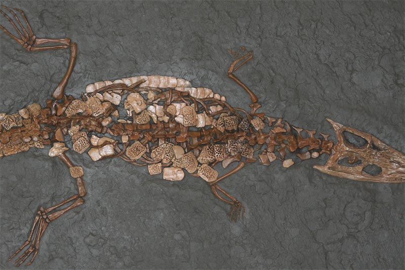 Meereskrokodil aus dem Schiefer von Holzmaden