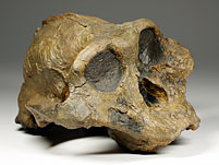 Schädel eines Australopithecus (Paranthropus) boisei