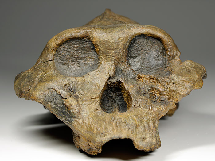 Schdel eines Australopithecus (Paranthropus) boisei