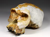 Schädel eines Homo habilis ("Twiggy")