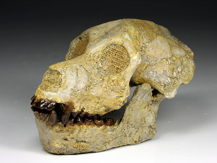 Schdel eines Australopithecus zeuxis