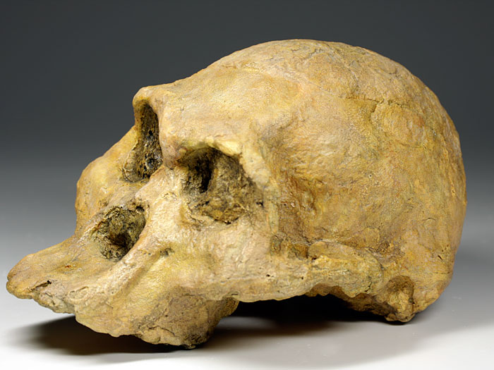 Sch�del eines Australopithecus africanus ("Mrs. Ples")