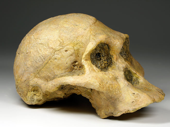 Sch�del eines Australopithecus africanus ("Mrs. Ples")