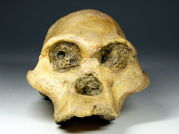 Sch�del eines Australopithecus africanus ("Mrs. Ples")