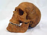 Schädel eines Homo sapiens (neanderthalensis)