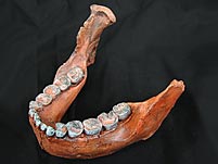 Unterkiefer eines Australopithecus (Paranthropus) boisei