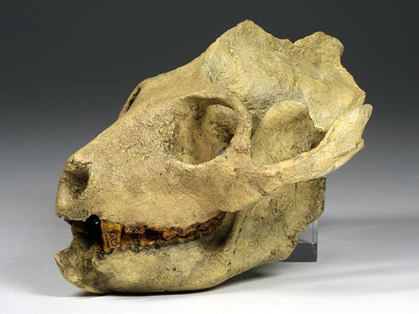 Schdel eines Adapis magnus