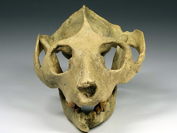 Schdel eines Adapis magnus