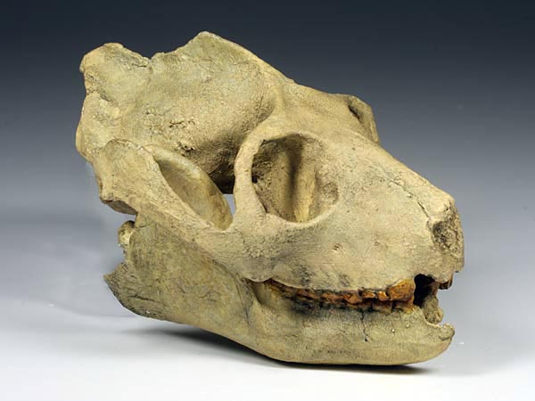 Schdel eines Adapis magnus