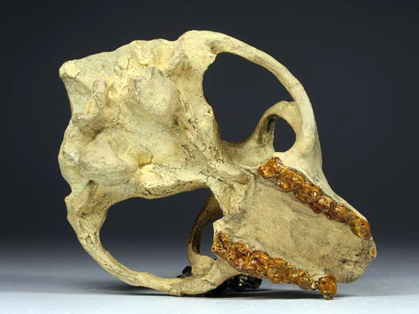 Schdel eines Adapis magnus