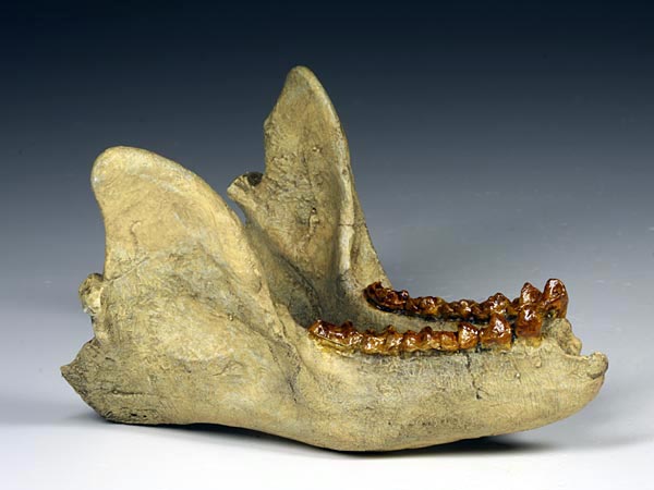 Schdel eines Adapis magnus