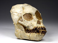 Schädel mit Unterkiefer eines Australopithecus africanus (Taung Baby)