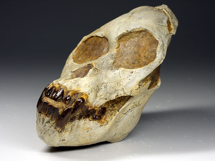 Sch�del eines Proconsul africanus