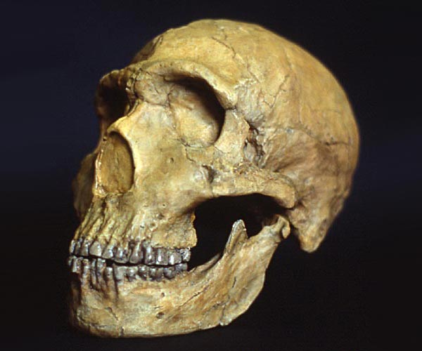 Homo sapiens neanderthalensis