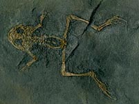 Jahre Tertiär Eozän Fossil Frosch Replik Messel Propelodytes wagneri 50 Mio 