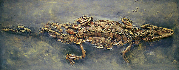 Replik eines großen Krokodil aus Messel